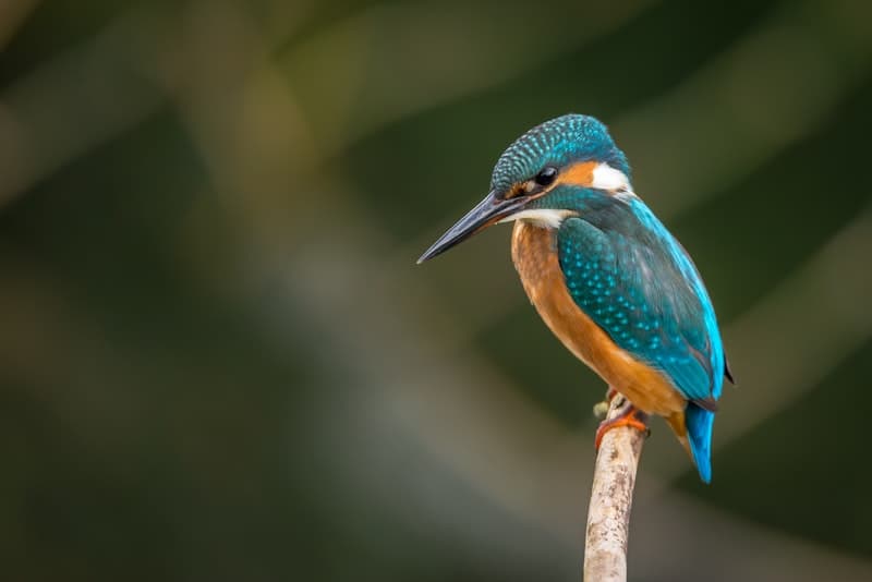 Bird Identifier