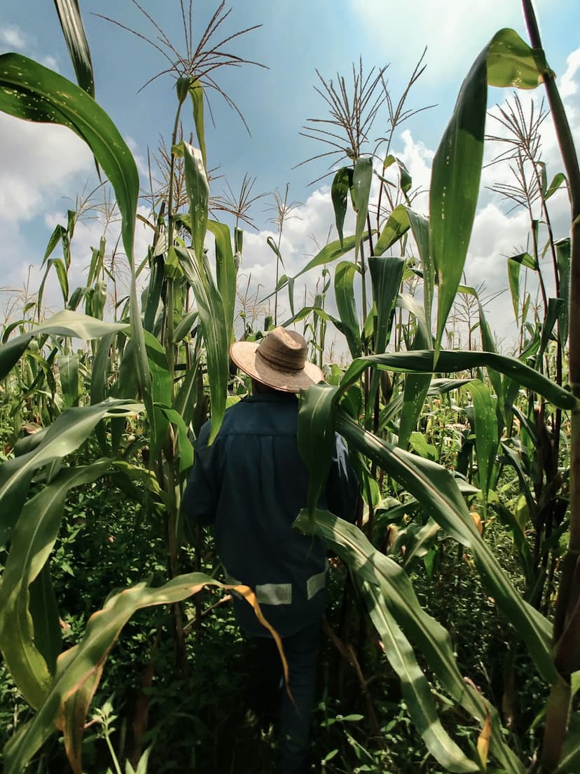 Crop Identifier