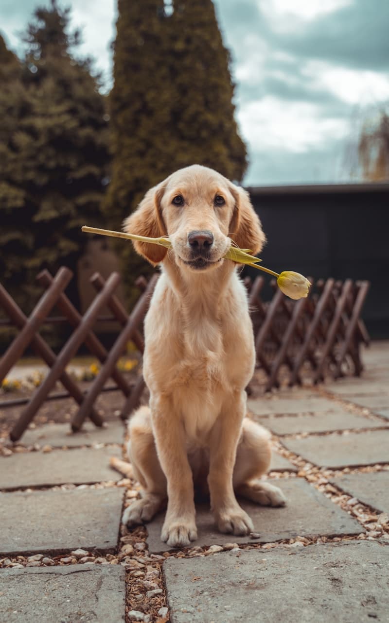 Dog Identifier