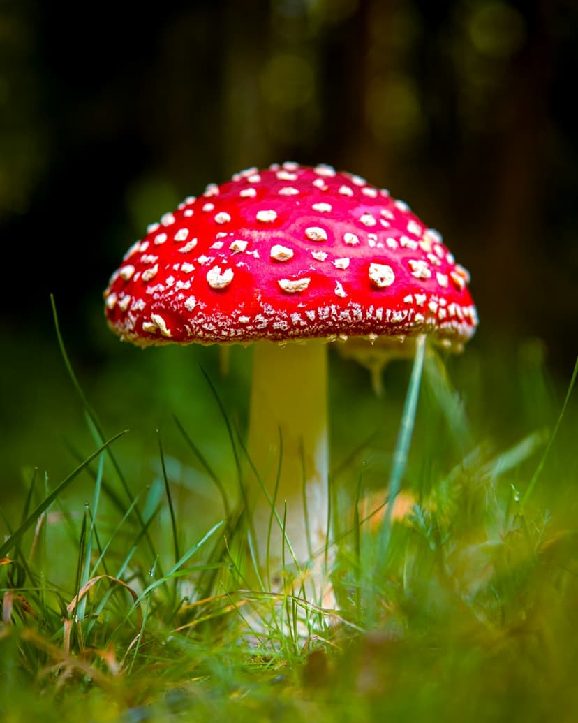 Mushroom Type Identifier